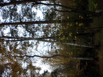 ... das sind die Bäume